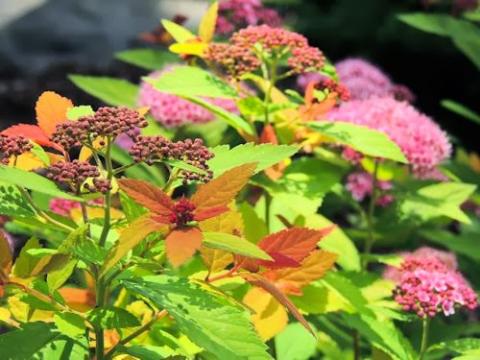 SPIRAEA JAP. DOUBLE PLAY ®