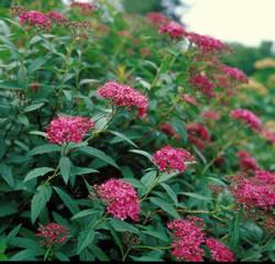 SPIRAEA JAP.DART'S RED