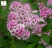 SPIRAEA JAP.LITTLE PRINCESS