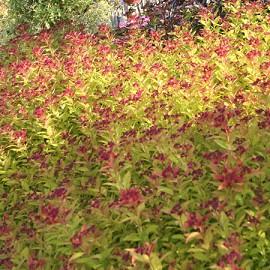 SPIRAEA JAPONICA MAGIC CARPET®