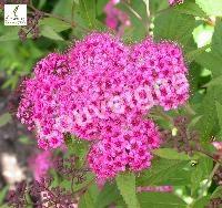 SPIRAEA JAP.SHIROBANA (GENPEI)