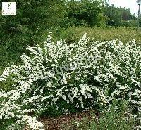 SPIRAEA NIPP. SNOWMOUND