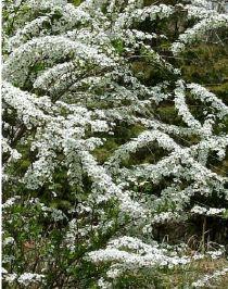 SPIRAEA THUNBERGII