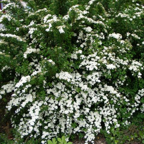 SPIRAEA VANHOUTTEI