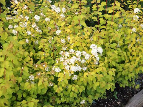 SPIRAEA VANH. GOLD FOUNTAIN