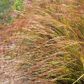 STIPA ARUNDINACEA