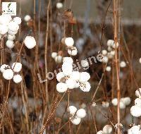 SYMPHORICARPOS ALBUS WHITE HEDGE