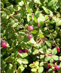 SYMPHORICARPOS CH HANCOCK