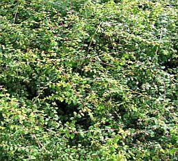 SYMPHORICARPOS CHENAULTII