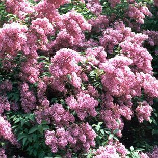 SYRINGA CHINENSIS SAUGEANA