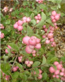 SYMPHORICARPOS D. MOTHER OF PEARL