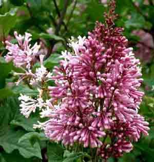 SYRINGA MICROPHYLLA SUPERBA