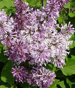 SYRINGA PATULA MISS KIM