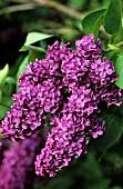 SYRINGA VULG. AND.AN LUDWIG SPATH TIGE