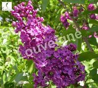 SYRINGA VULG. CHARLES JOLY TIGE