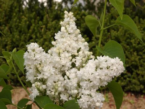 SYRINGA VUL. DENTELLE D ANJOU