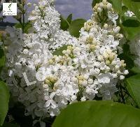 SYRINGA VULG. MME LEMOINE