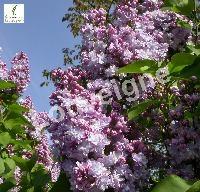 SYRINGA VULG. PRESIDENT GREVY