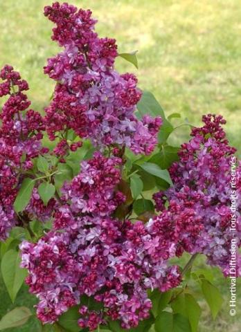 SYRINGA V. PRINCE WOLKONSKY