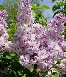 SYRINGA VULG. ROSE DE MOSCOU®