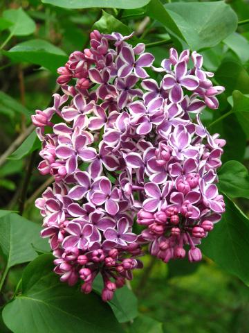 SYRINGA VULGARIS SENSATION