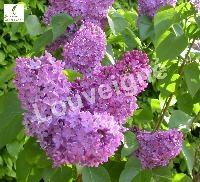 SYRINGA VULGARIS