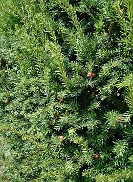 TAXUS BACCATA