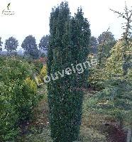 TAXUS BACCATA FASTIGIATA