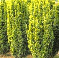 TAXUS BAC.FASTIGIATA AUREA