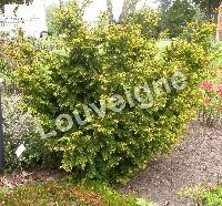 TAXUS BACCATA SEMPERAUREA