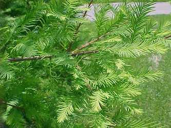 TAXODIUM DISTICHUM