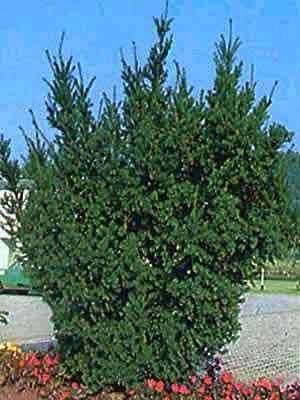 TAXUS MEDIA HICKSII