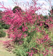 TAMARIX RAMOSISSIMA RUBRA