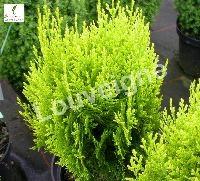 THUJA ORIENT. AUREA NANA