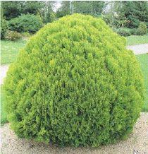 THUJA OCC. DANICA