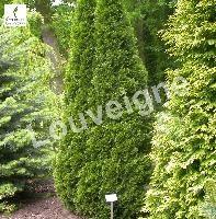 THUJA OCC. SMARAGD