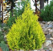 THUJA OCC. SUNKIST