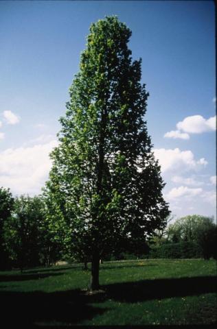 TILIA AMERICANA AMERICAN SENTRY