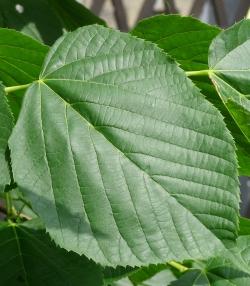 TILIA AMERICANA