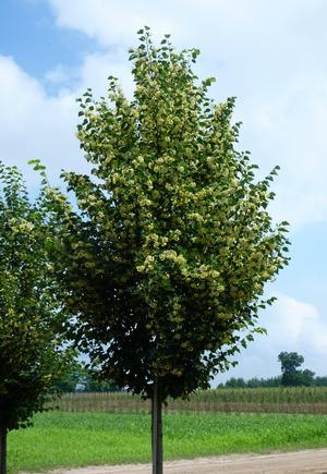 TILIA CORDATA CORINTHIAN ®