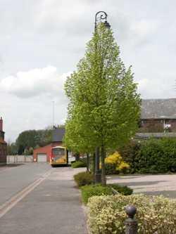 TILIA CORDATA ERECTA  (B'hlje)