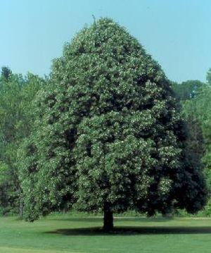 TILIA CORDATA GREENSPIRE