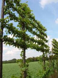 TILIA EUR. PALLIDA