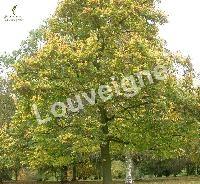 TILIA EUCHLORA