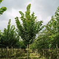 TILIA PLATYPHYLLOS RUBRA