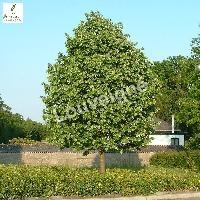 TILIA TOMENTOSA BRABANT (argent')