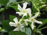 TRACHELOSPERMUM JASMINOIDES