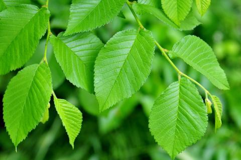 ULMUS CARPINIFOLIA