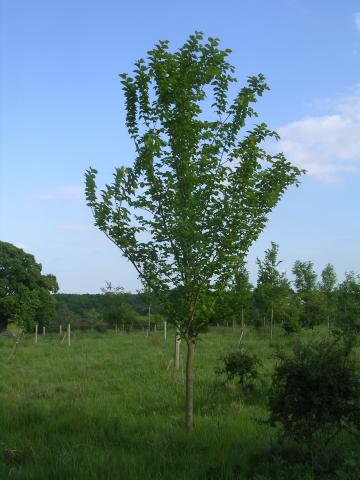 ULMUS LUTECE NANGUEN ®