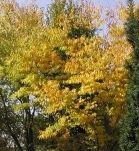 ULMUS RESISTA SAPPORO GOLD